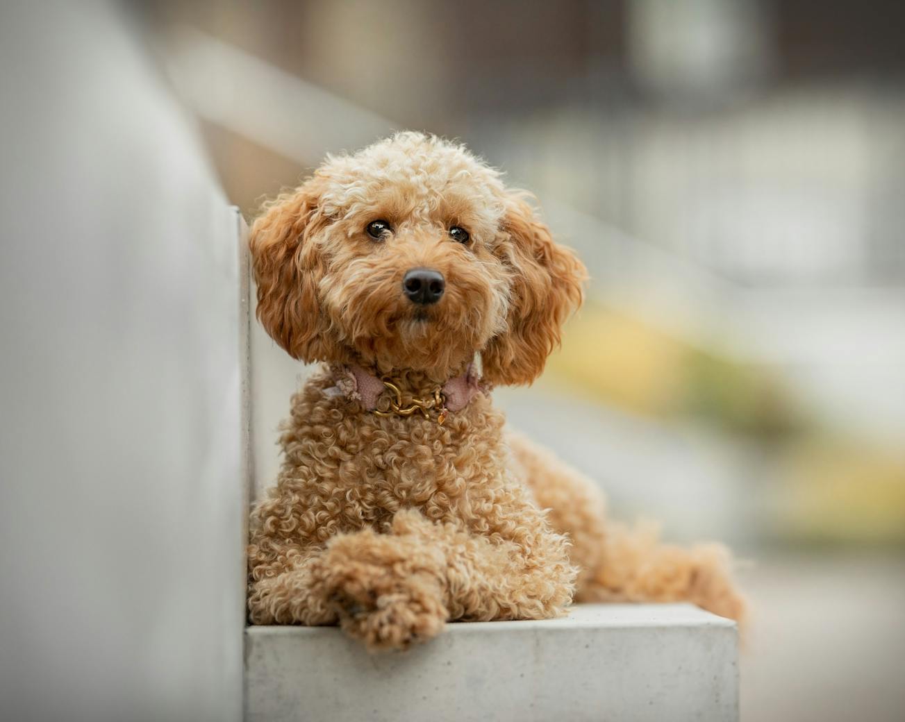 Goldendoodle Fotoshooting Goldhund