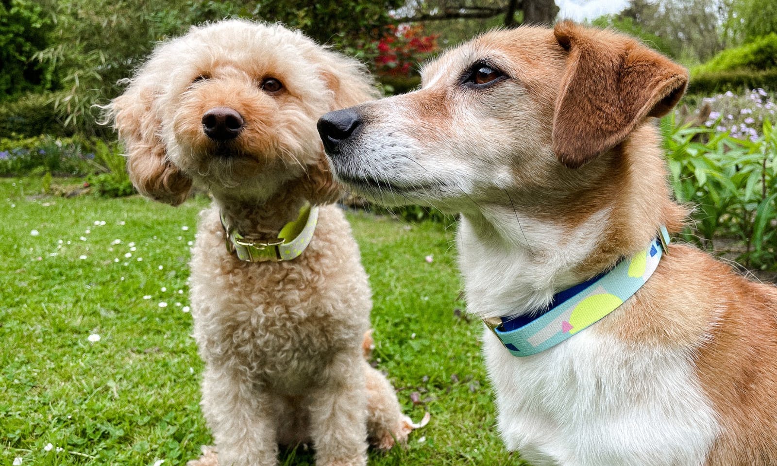 schöne Hundehalsbänder von Hundeklunker: vegan und pflegeleicht