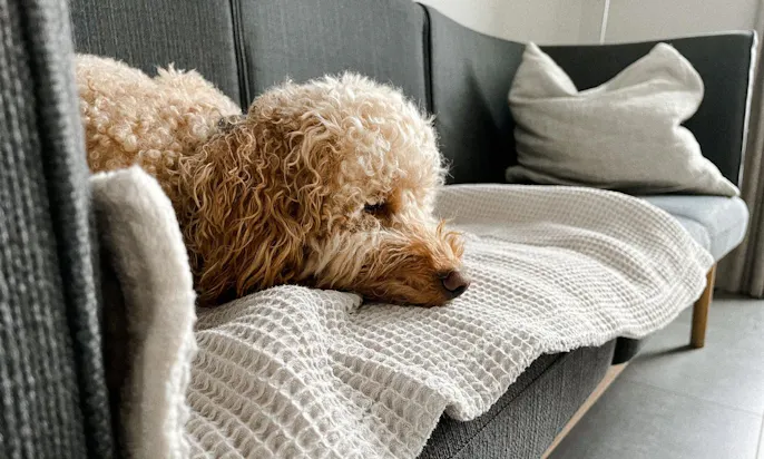 Hundedecke von Goldhund
