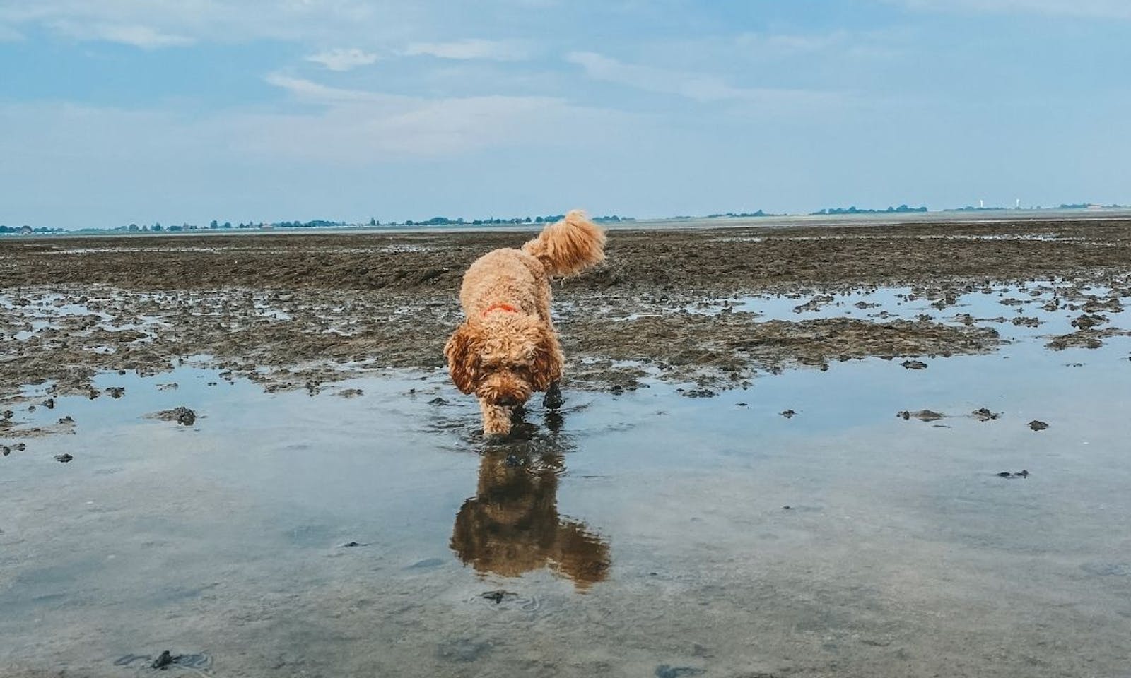 Hund im Wattenmeer