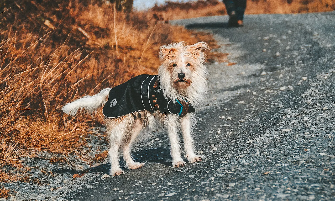 Harzer Hexen-Stieg in Sachsen-Anhalt mit Hund
