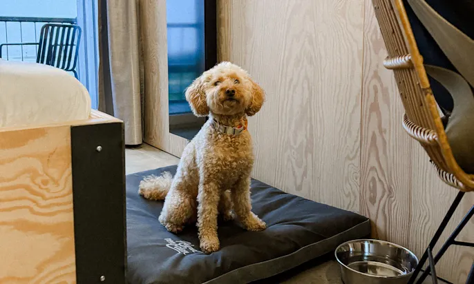 Bretterbude in Büsum mit Hund