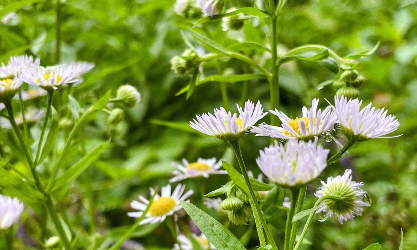 Blumen Tirol am Wilden Kaiser