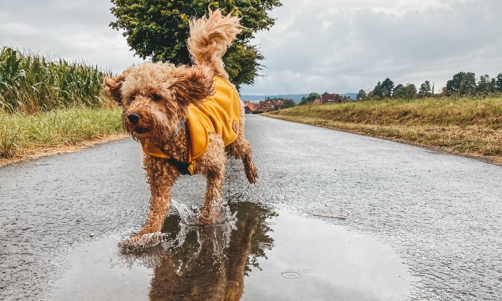 gelber Regenmantel für Hunde von Goldund