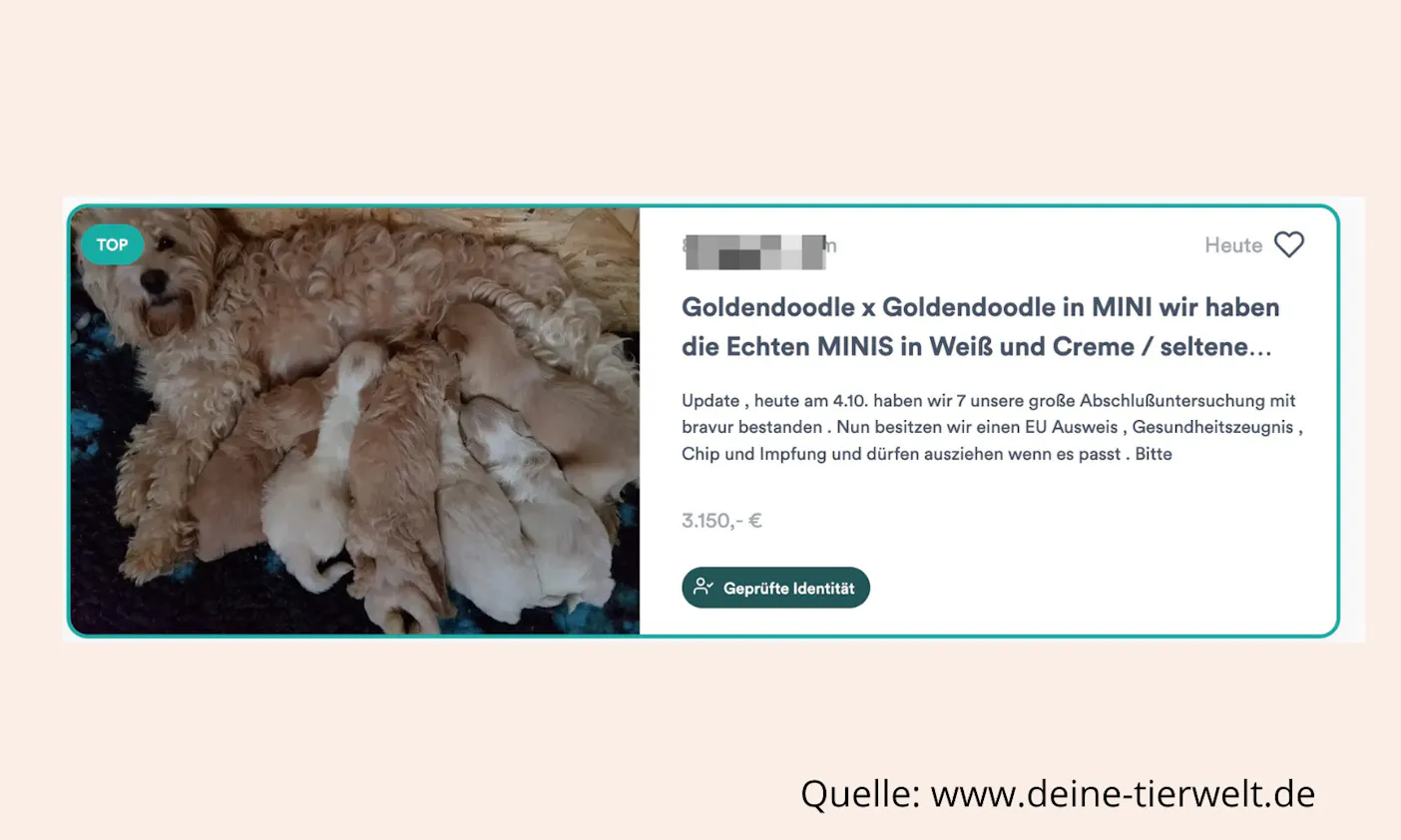 Doodle-Hunderassen sind übertrieben teuer