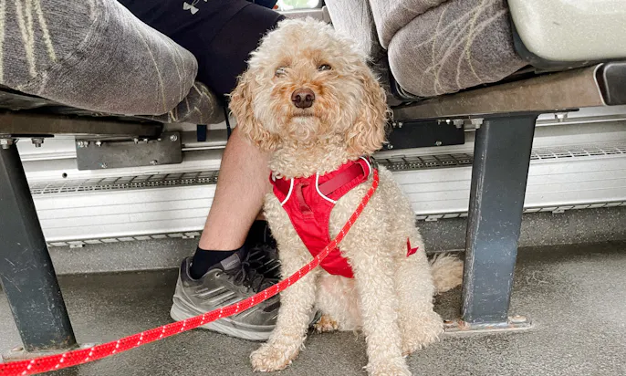 Wanderbus mit Hund in Tirol am Wilden Kaiser