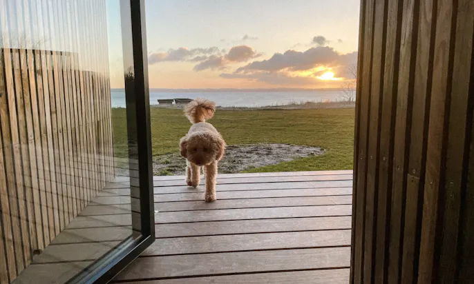 Wunderschöne Location für eine Workation mit Hund an der Ostsee