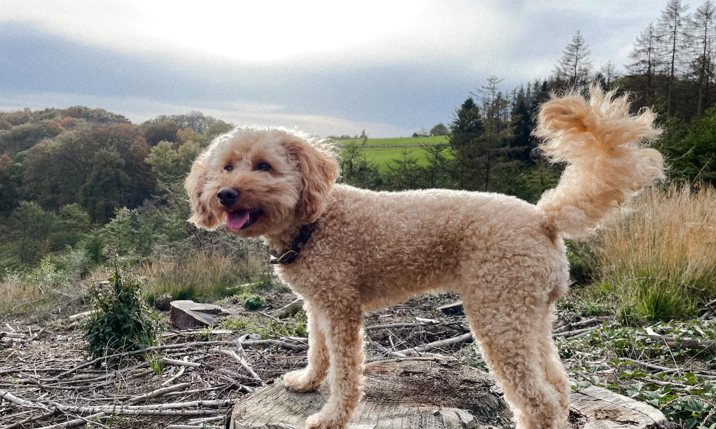Bergischer Panoramaweg mit Hund
