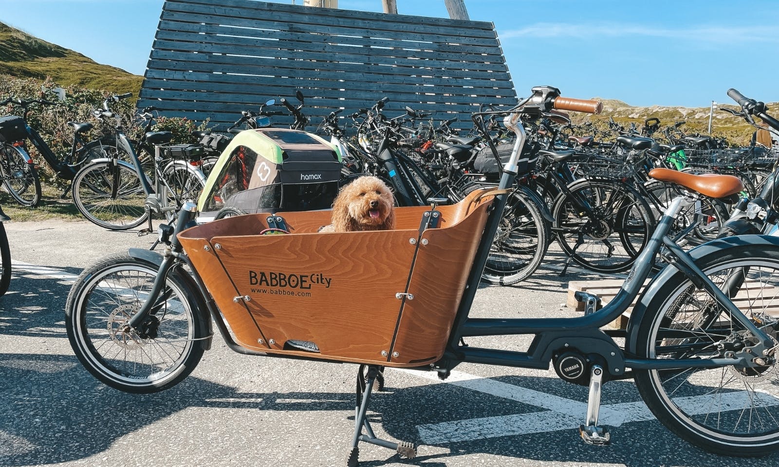 Babboe E-City mit Hund auf Sylt