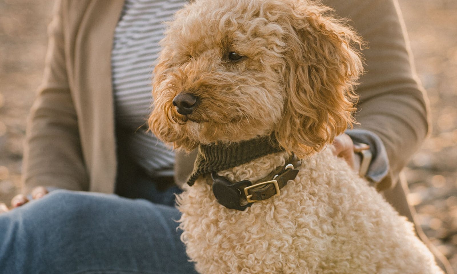 Goldendoodle mit Locken