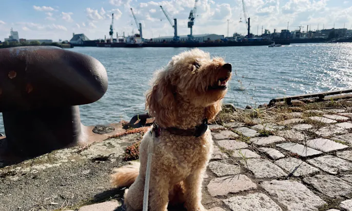 New Work Hamburg mit Hund