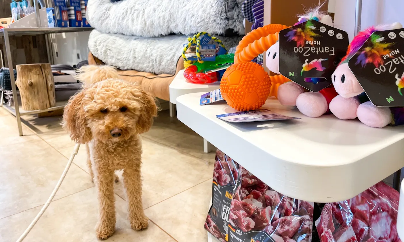Goldendoodle Java im Hundeladen Sylter Kaukiste