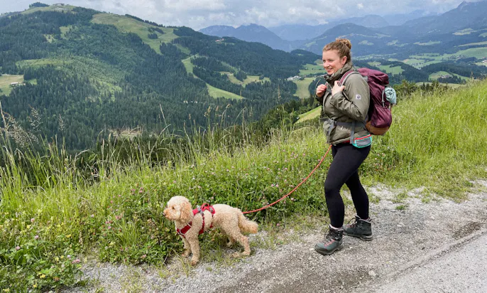 Pudel beim Wandern