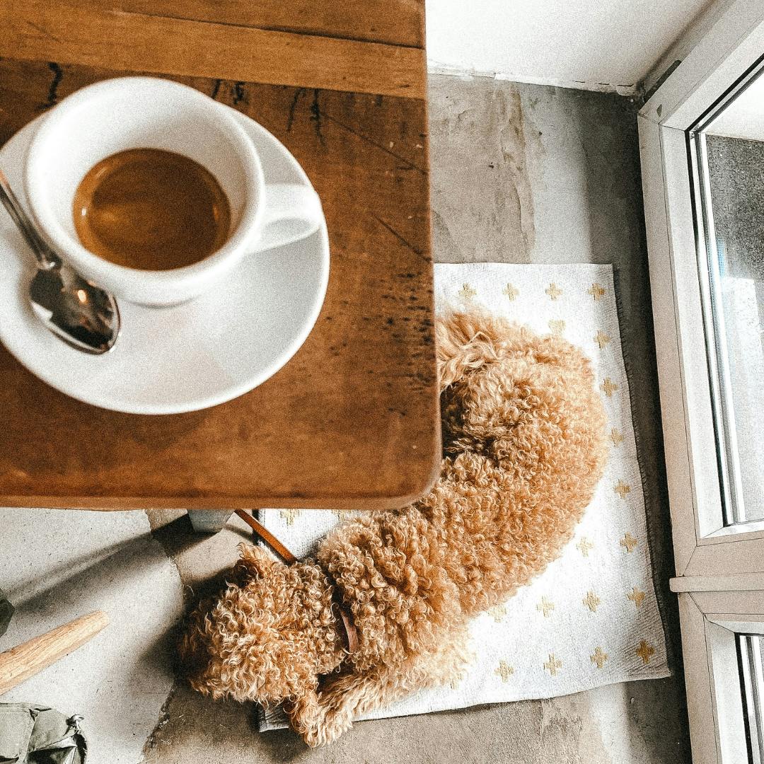 Hund im Café