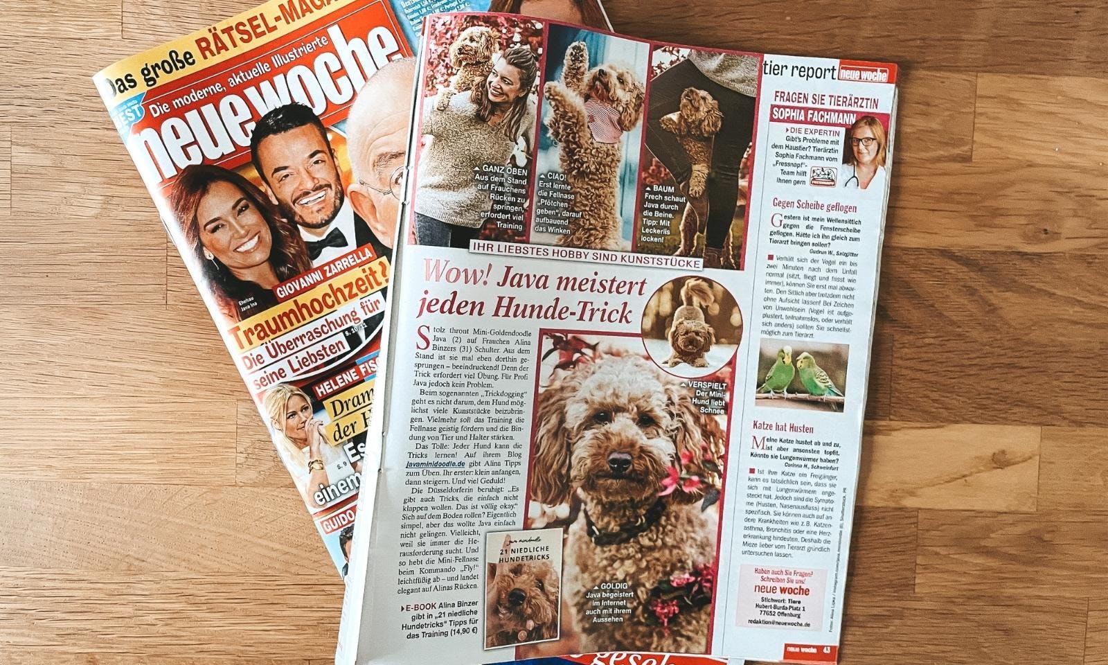 Interview: Goldendoodle Java und Alina über Hundetricks lernen