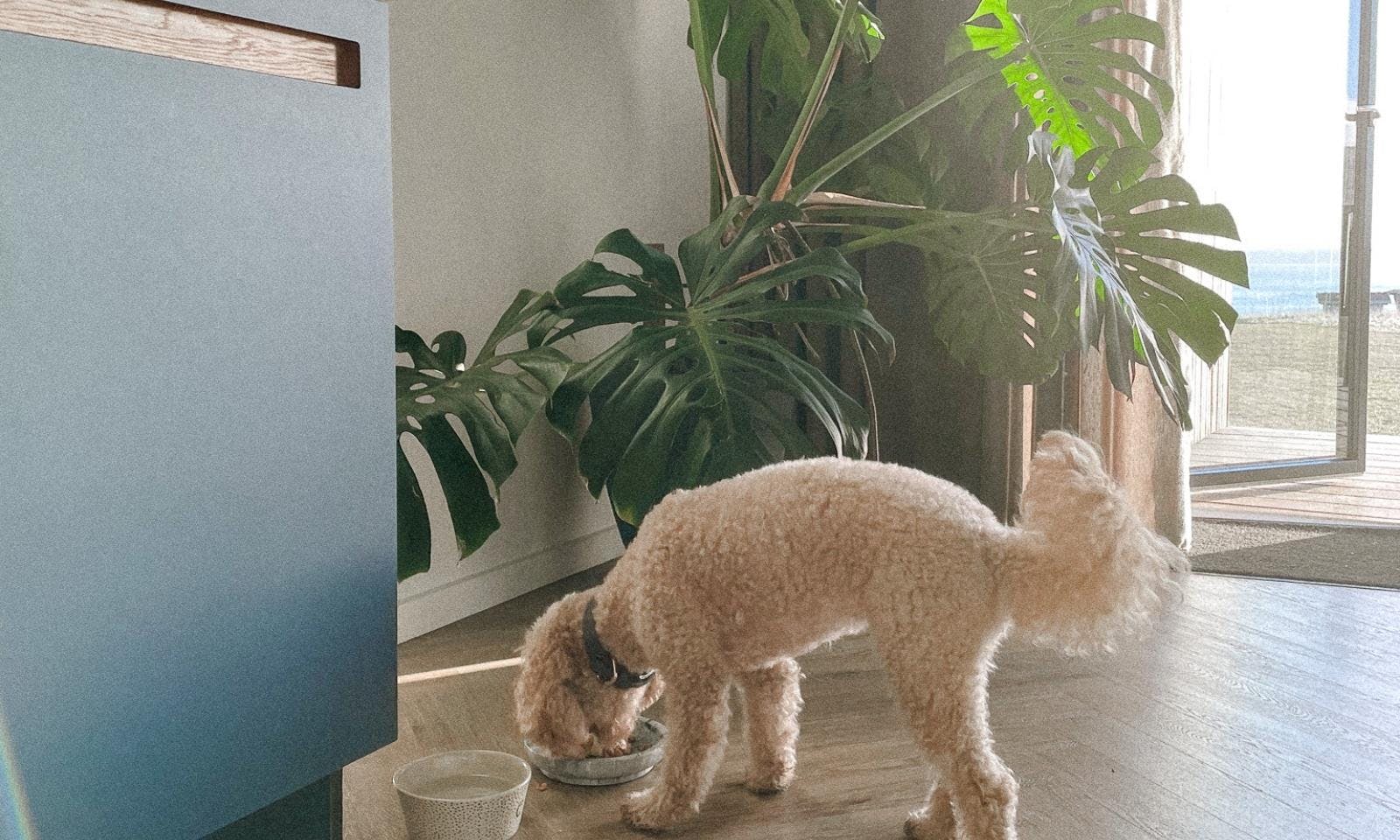 Goldendoodle in einem hundefreundlichen Tiny House an der dänischen Ostseeküste