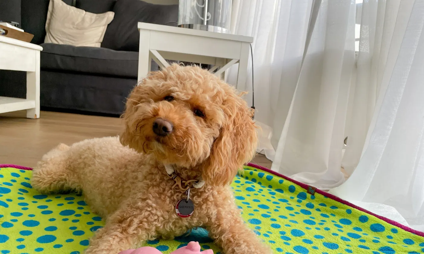 Goldendoodle Java im Suitehotel Windhuk