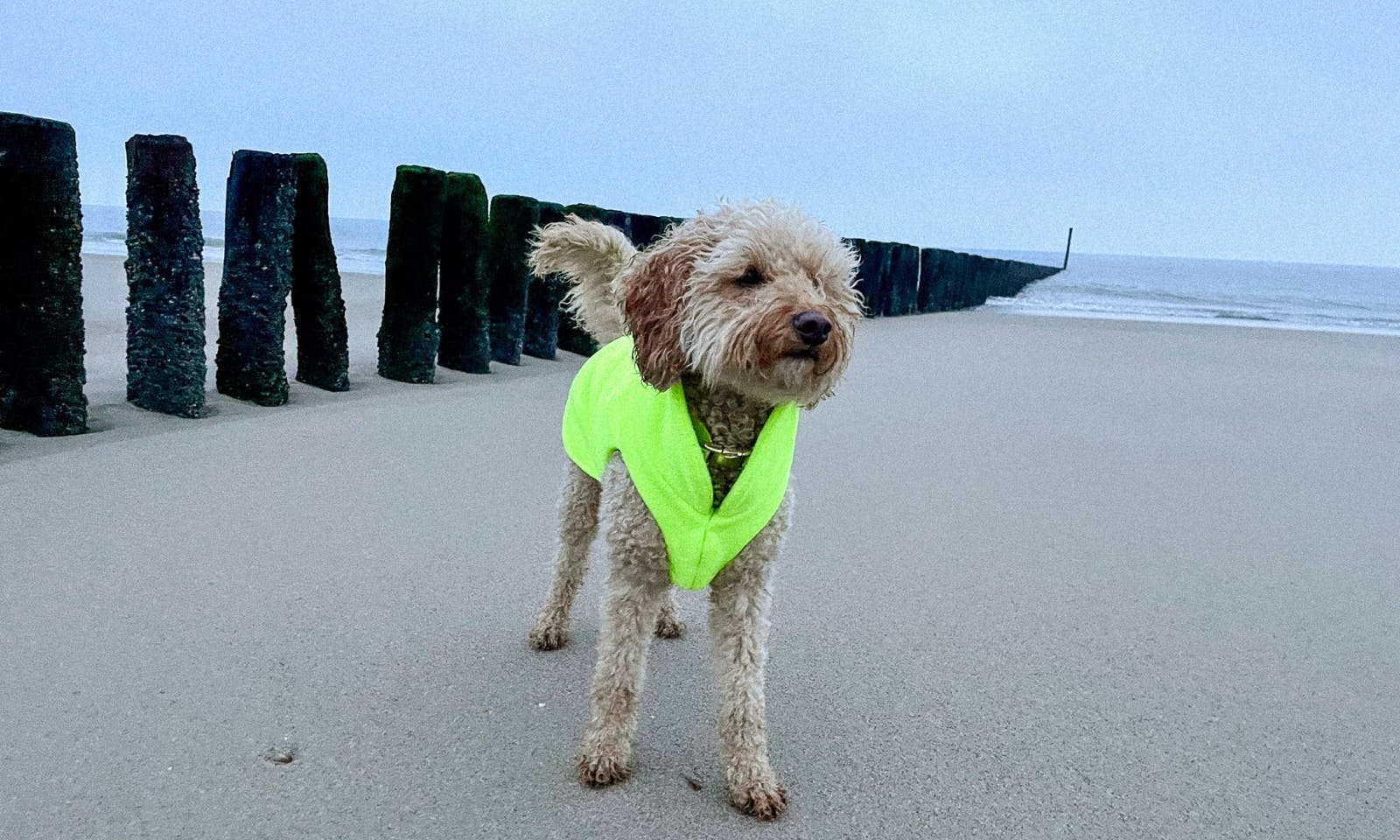  Warmer Fleece-Hundepullover in neongelb für Pudel