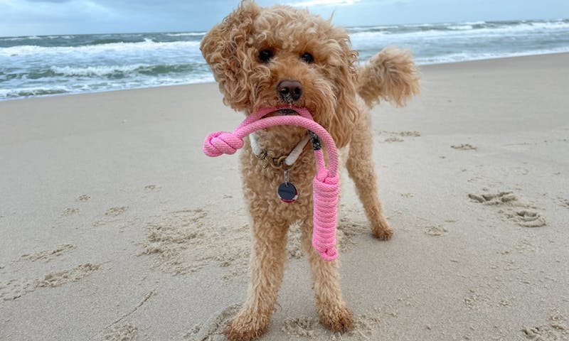 Leichtes Hundespielzeug für den Strand