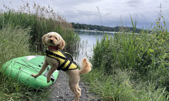 Hund auf dem Steinberger See