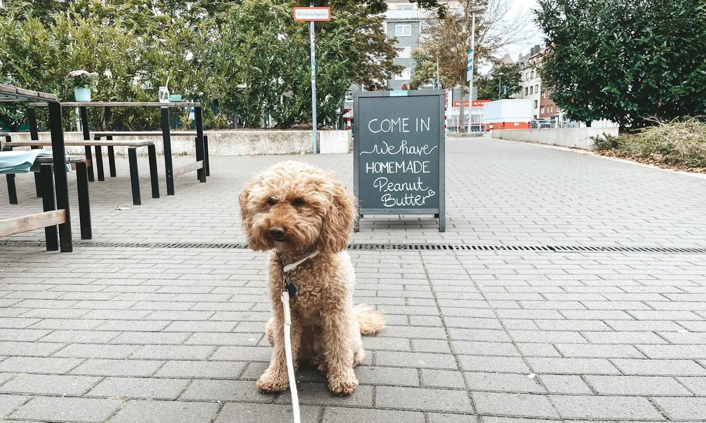 Café Birdie & Co Düsseldorf Pempelfort mit Hund
