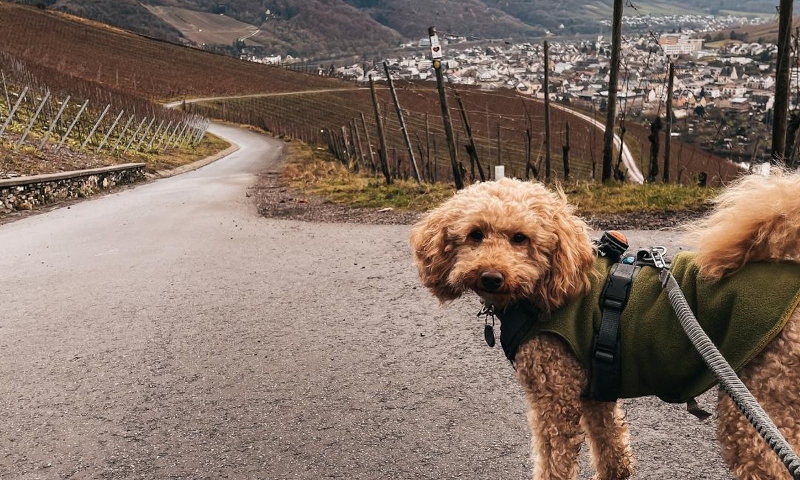 Goldendoodle beim Wandern an der Mosel mit Fleecemantel und Sportleine