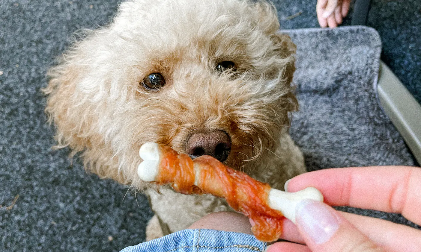 Bistro Kleinod mit Hund