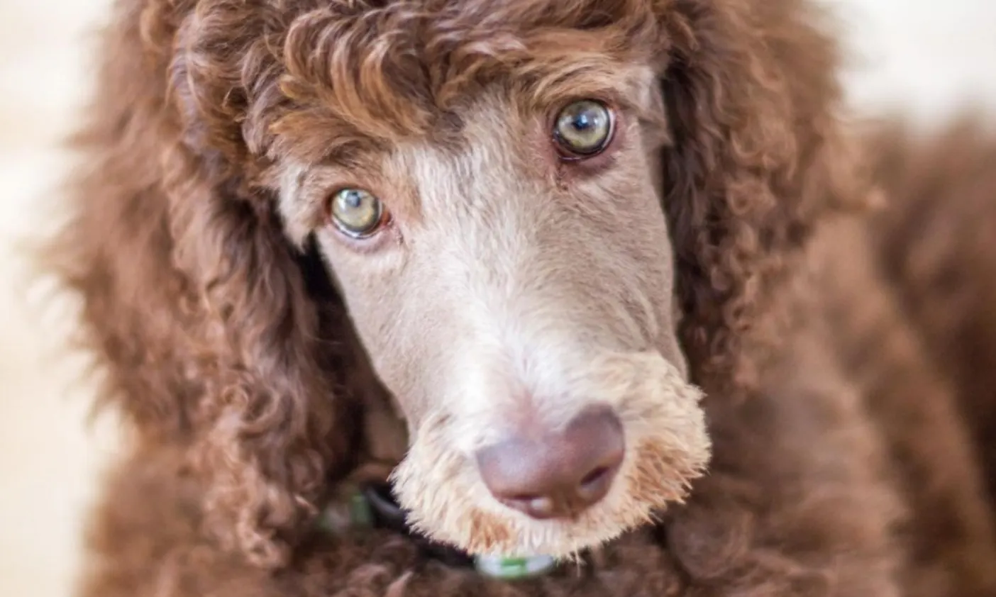 Königspudelwelpe braun mit grünen Augen