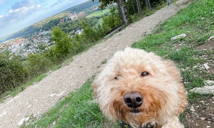 Wandern auf dem Altmühltal Panoramaweg mit Hund