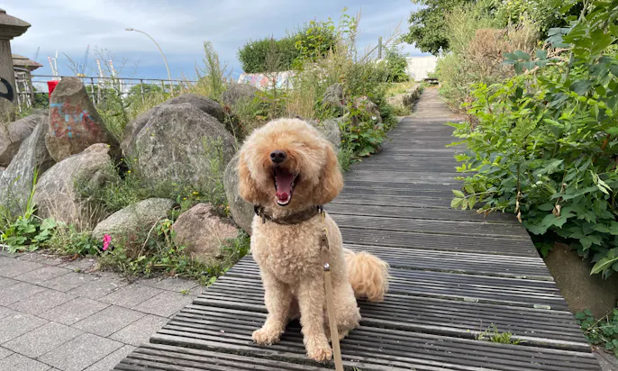 Hamburg mit Hund