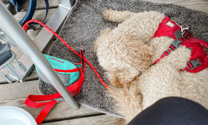 Hundefreundliche Alm Treichlhof in Tirol am Wilden Kaiser