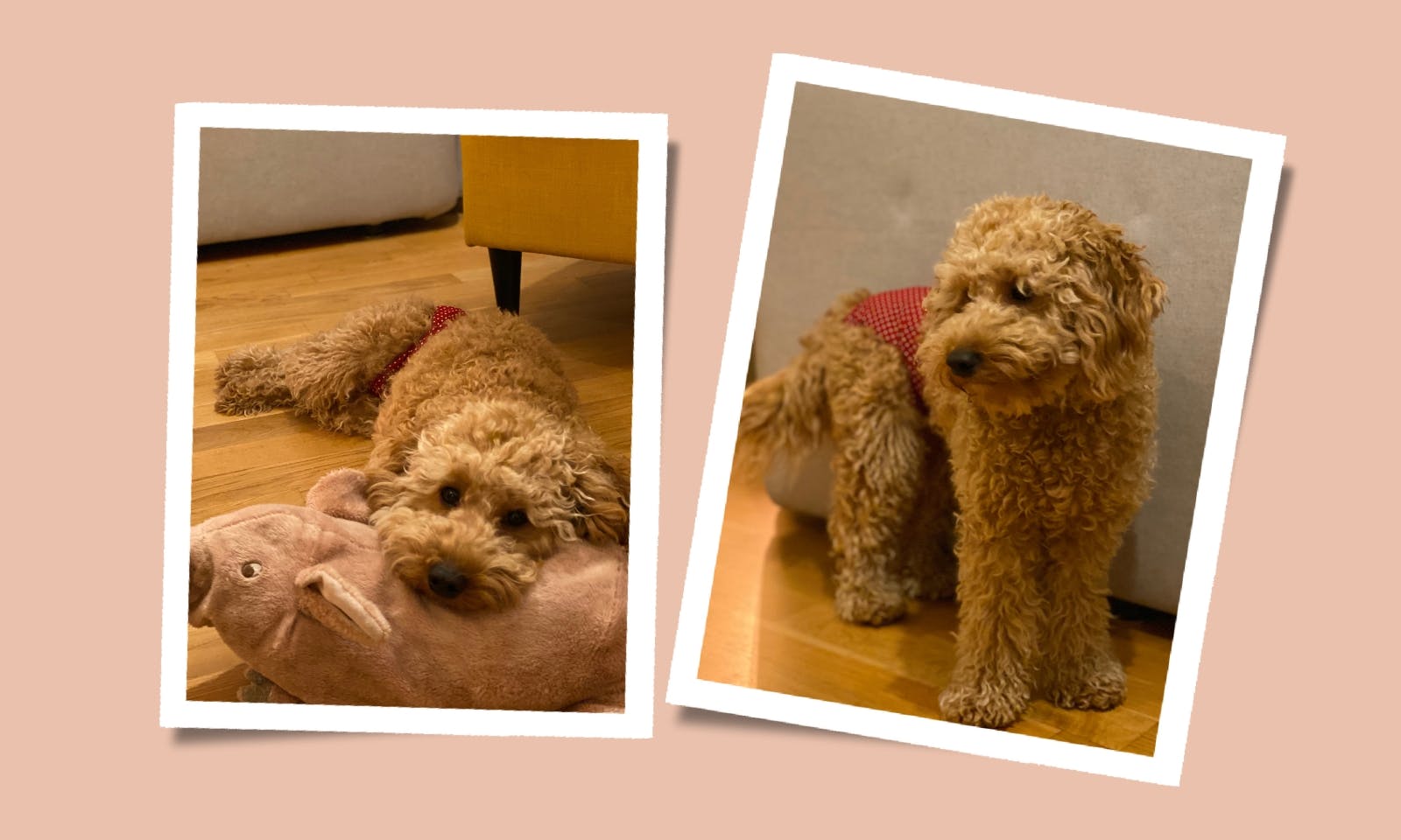 Zweite Läufigkeit Goldendoodle