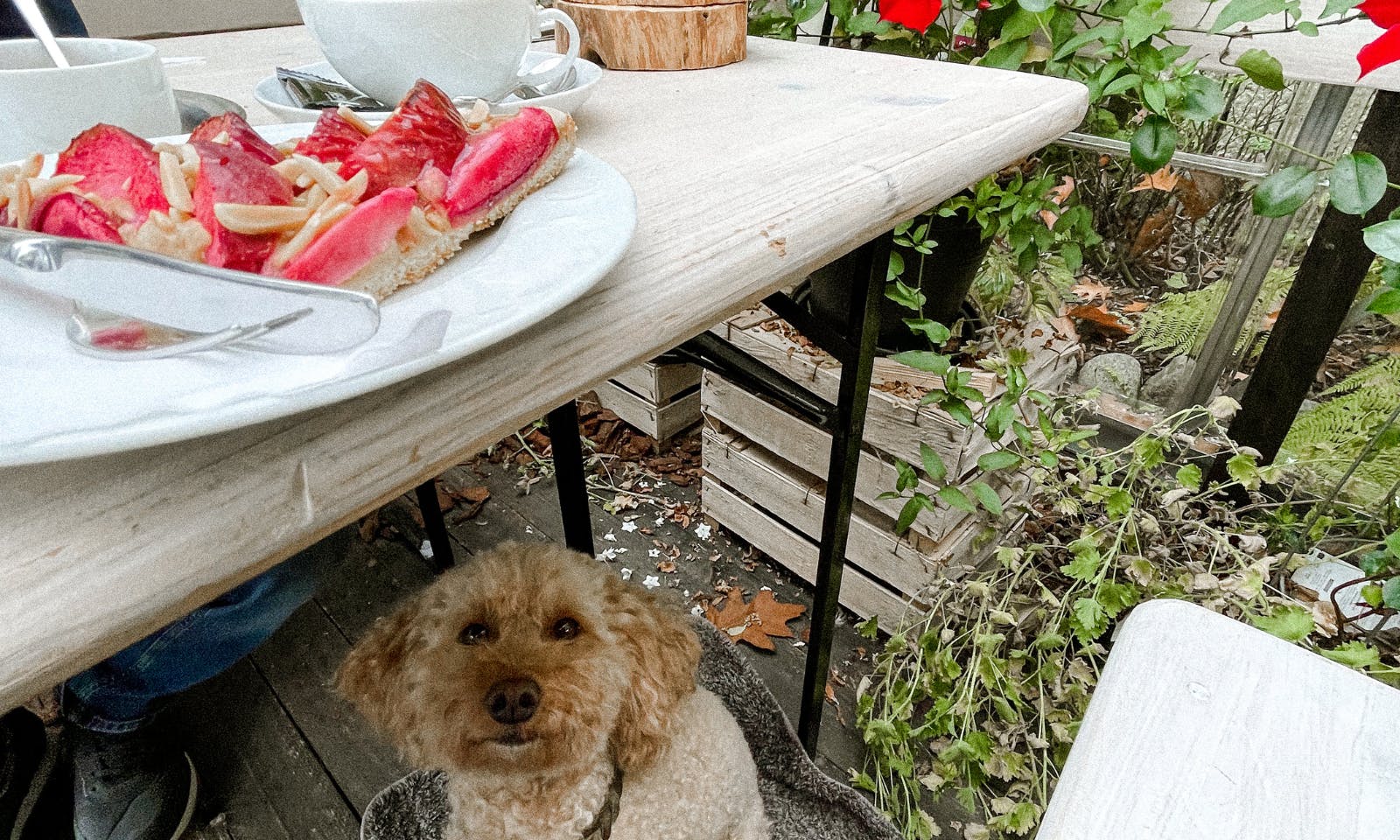 Café und Konditorei Wenning mit Hund im Gewächshaus