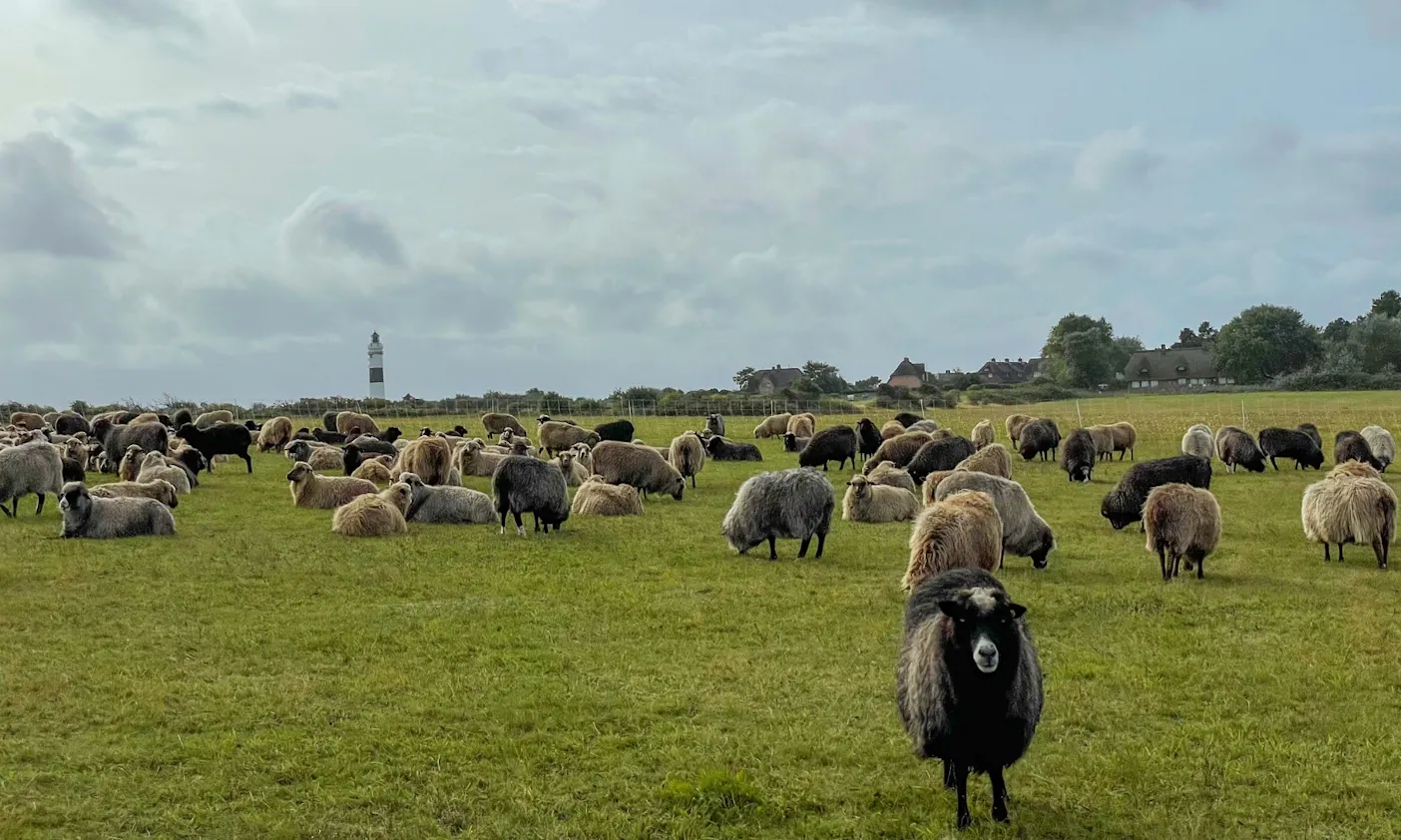 Sylt mit Hund: Keitum mit Hund