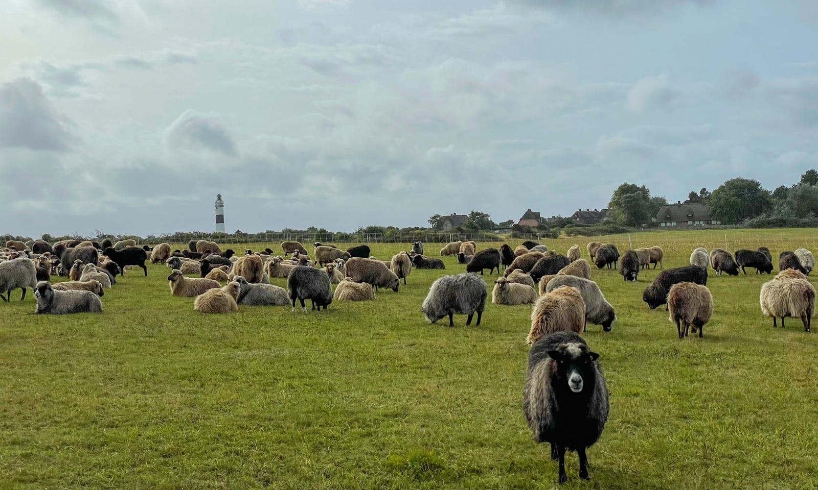 Schafe auf Sylt in der Braderuper Heide