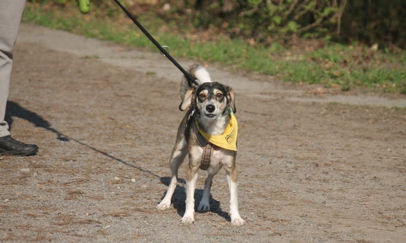 Gulahund: Gelbe Hunde brauchen Abstand
