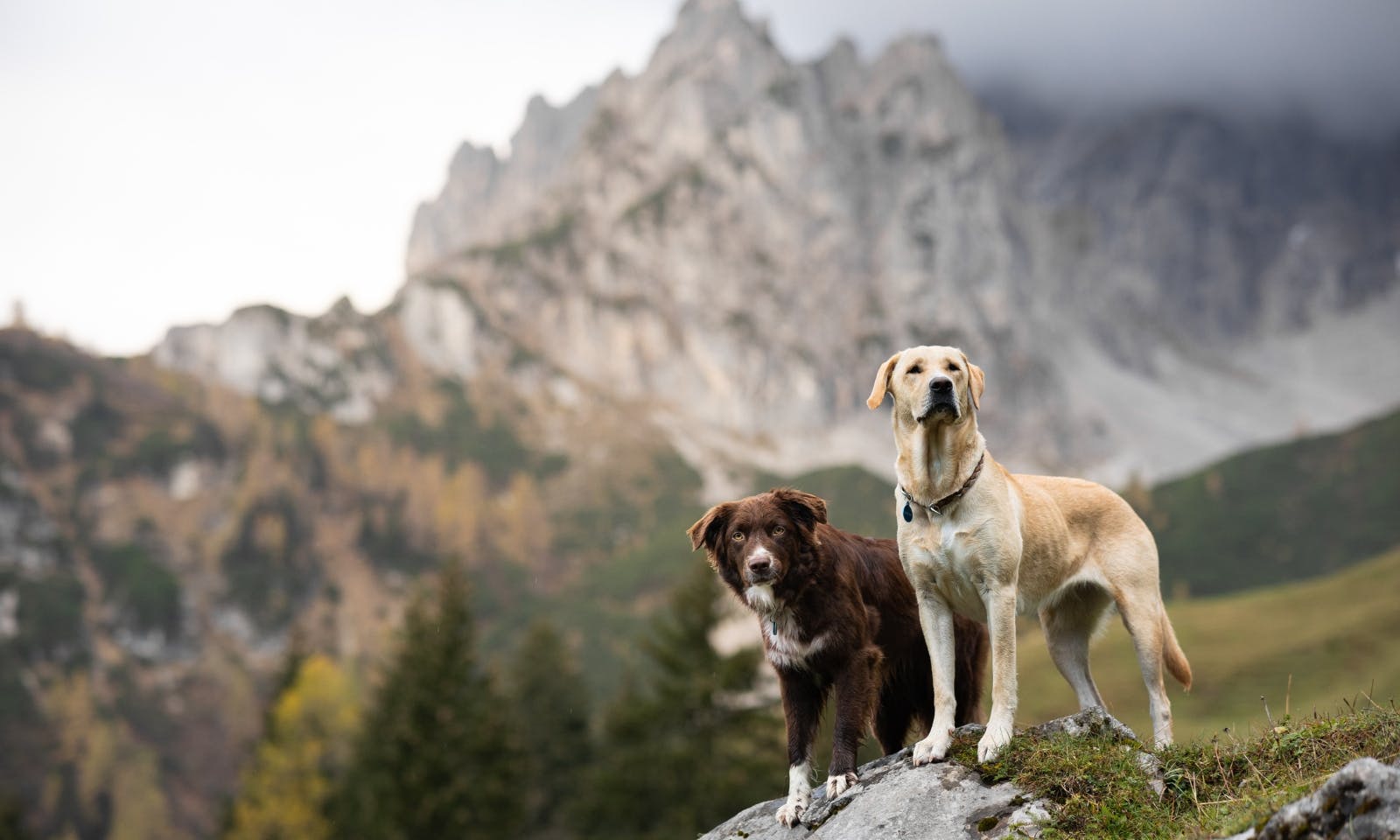 Hunde beim Wandern im Filzmoos