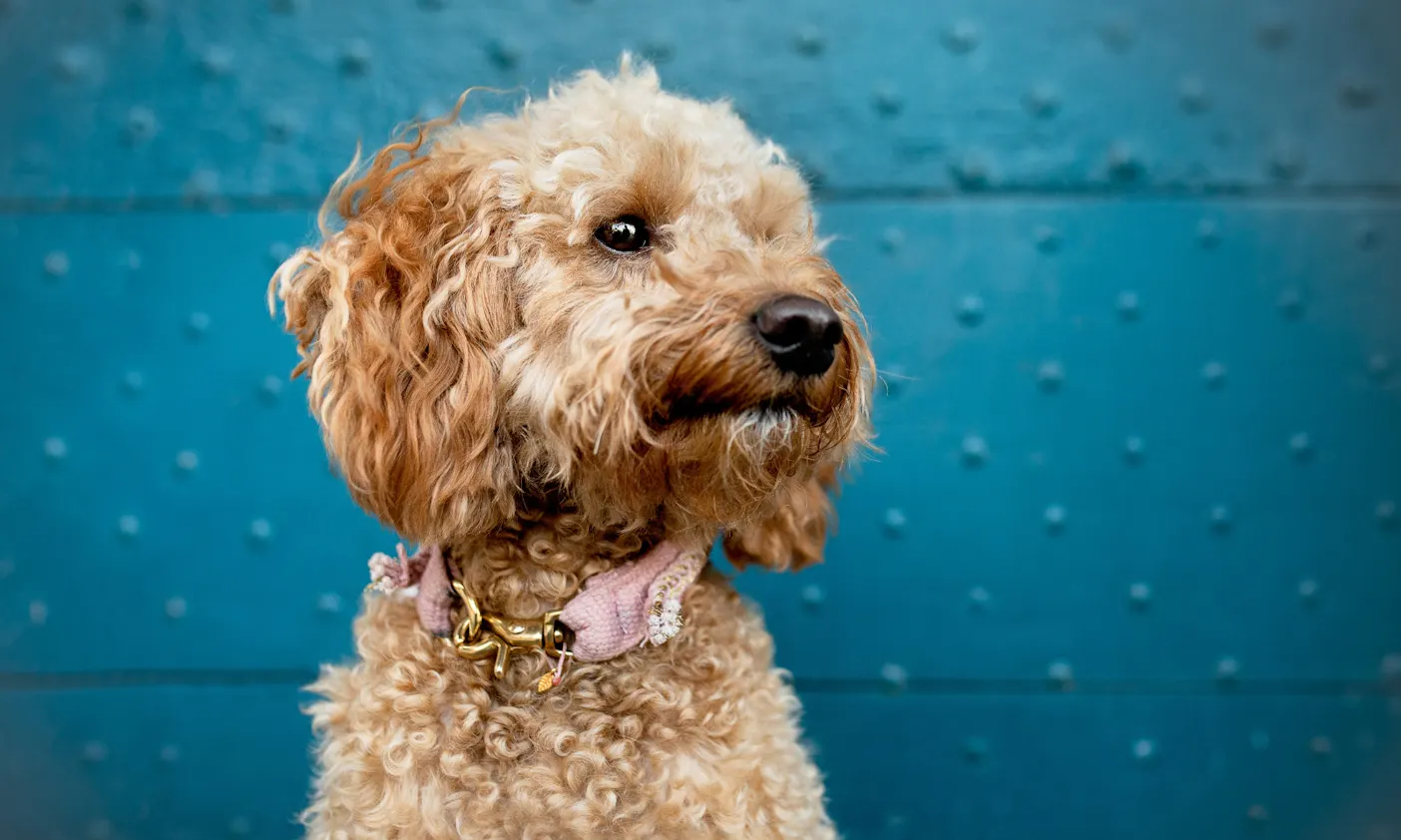 Goldendoodle Java
