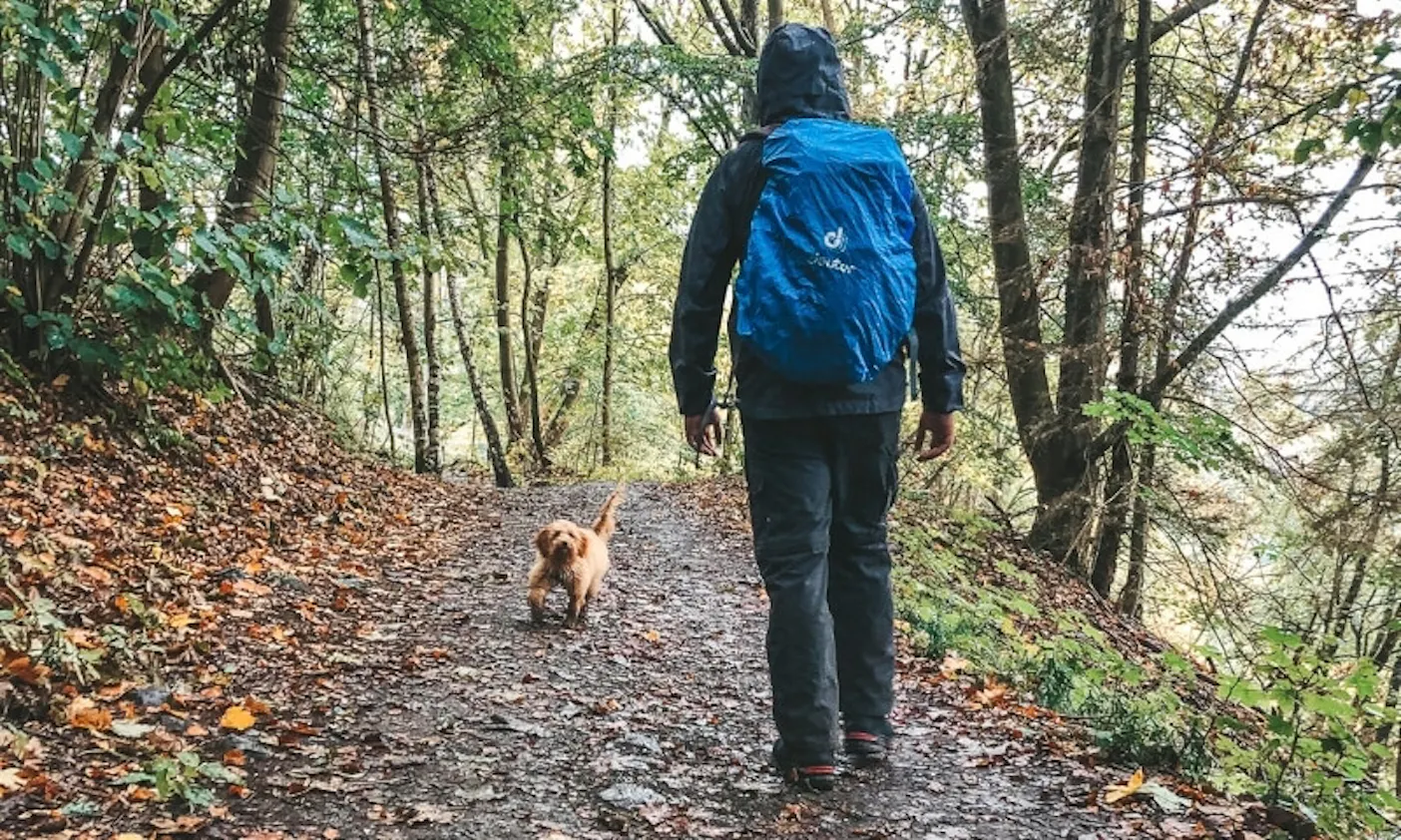 Kurzurlaub mit Hund im Harz in Wernigerode