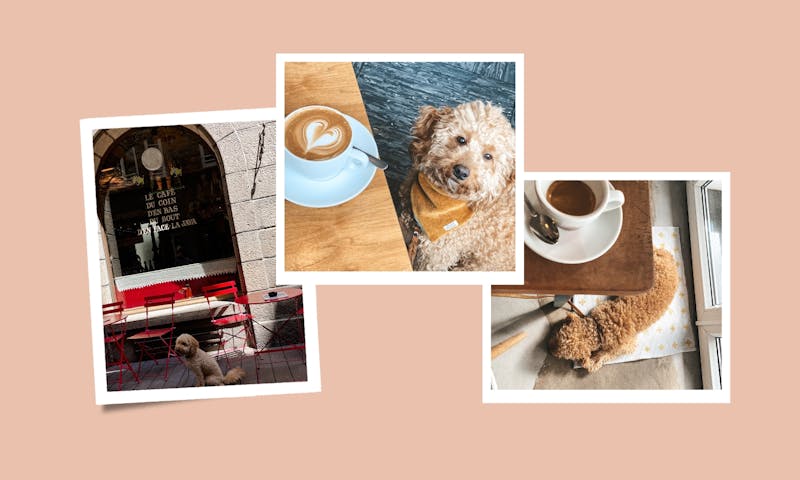 Mit Hund im Café: Tipps für einen entspannten Besuch