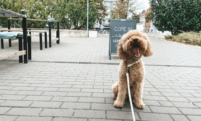 Hundefreundliche Cafés in Düsseldorf Pempelfort (Le Flair)
