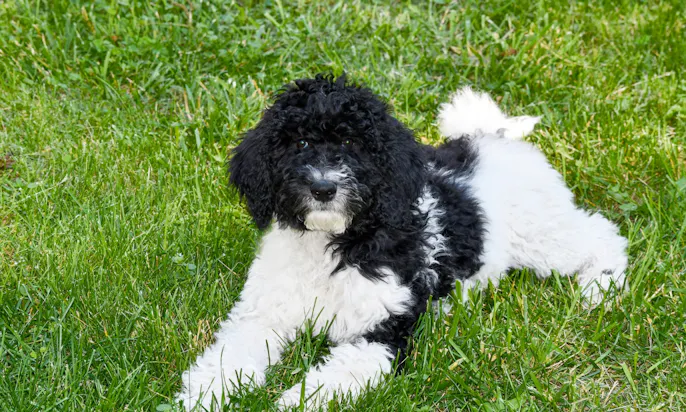 Schwarz weißer Goldendoodle