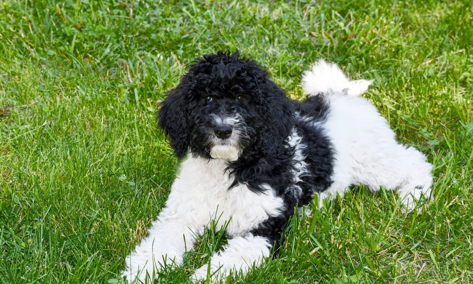 Schwarz weißer Goldendoodle
