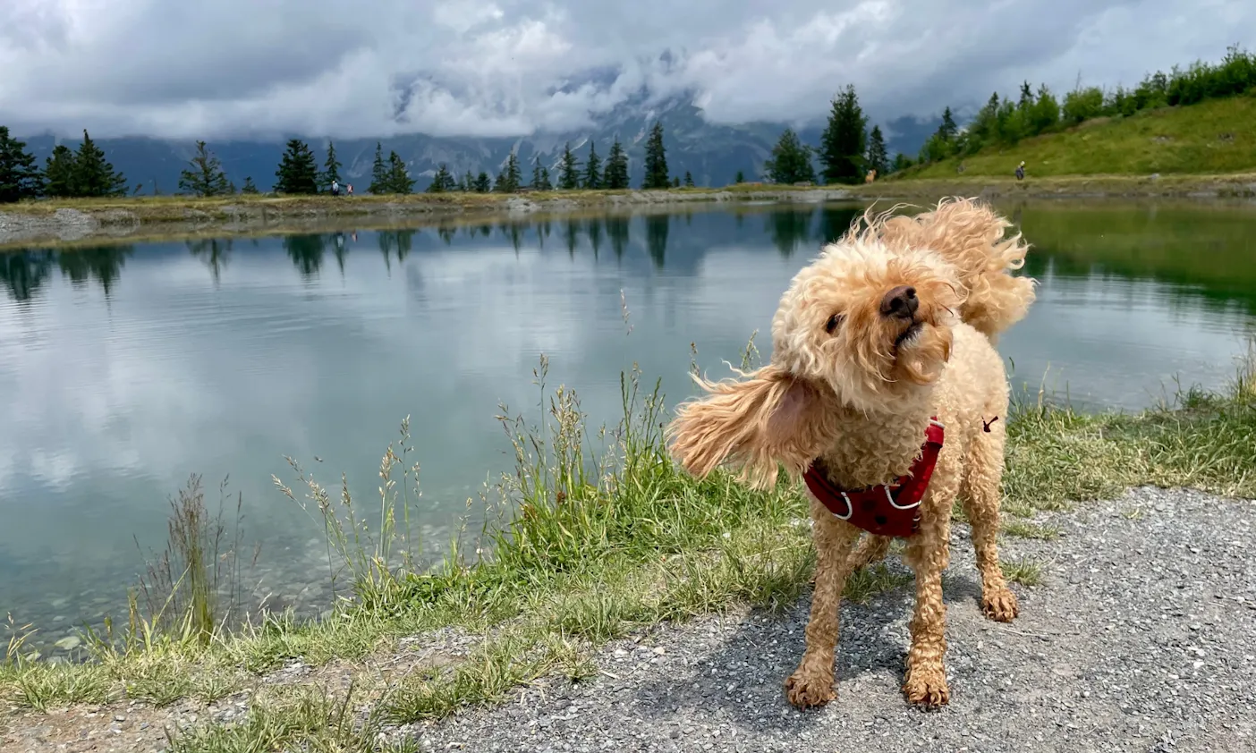 Astbergsee mit Hund in Tirol am Wilden Kaiser