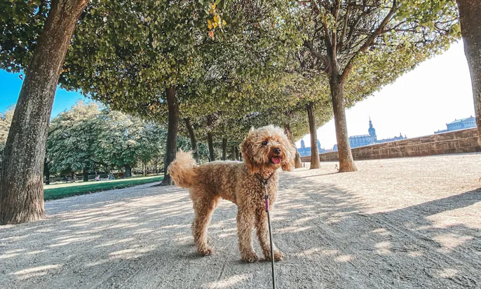 Königsufer in Dresden mit Hund