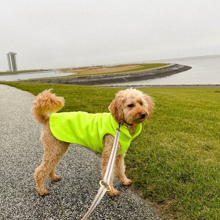 Hundefreundliches Hotel in Büsum: Bretterbude