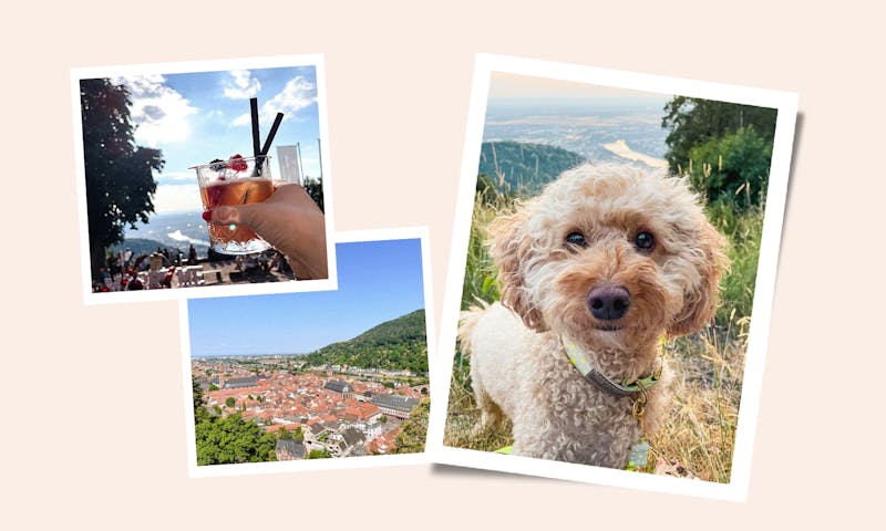 Hotel Berggasthof Königstuhl in Heidelberg mit Hund: Unsere persönliche Erfahrung und Eindrücke
