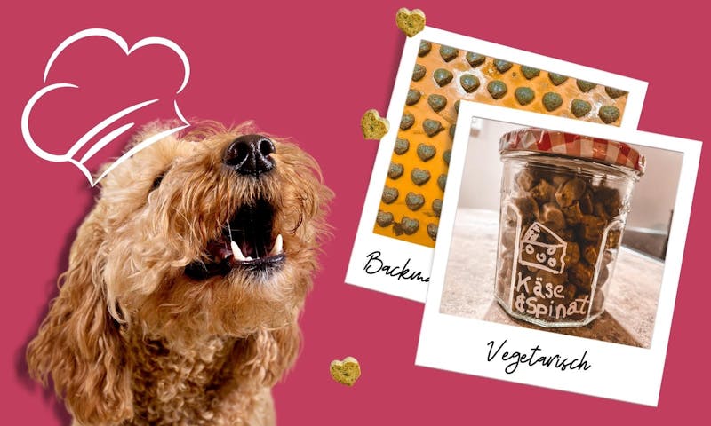Vegetarische und getreidefreie Hundekekse mit der Colllory Backmatte