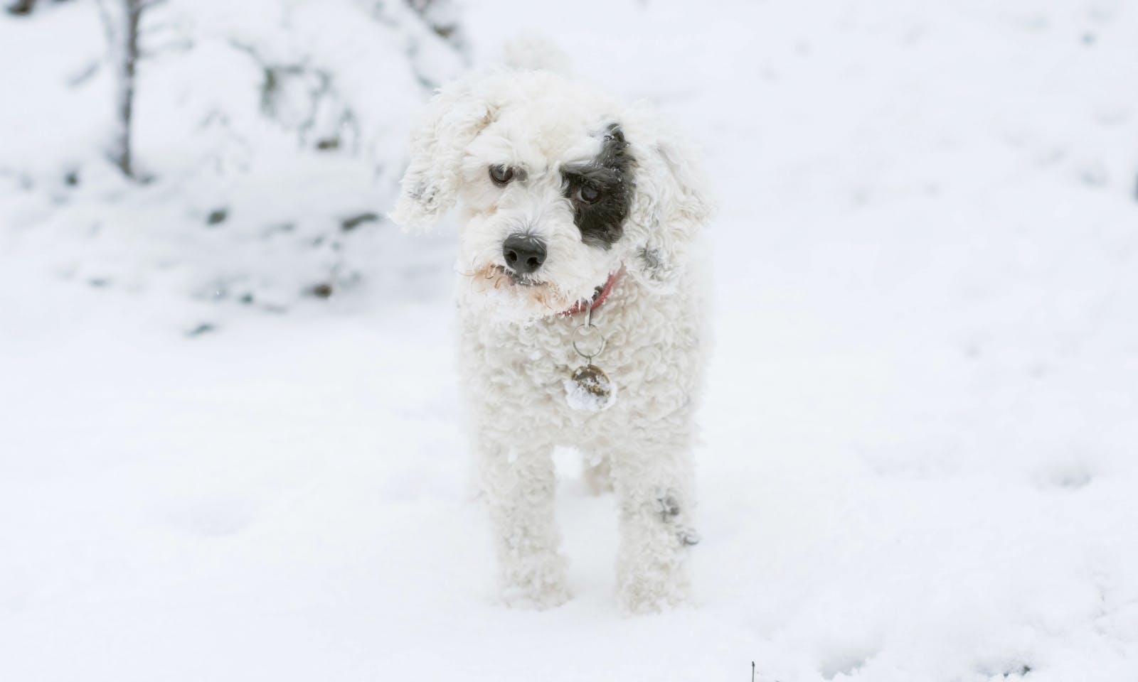 Pudelmischling im Schnee