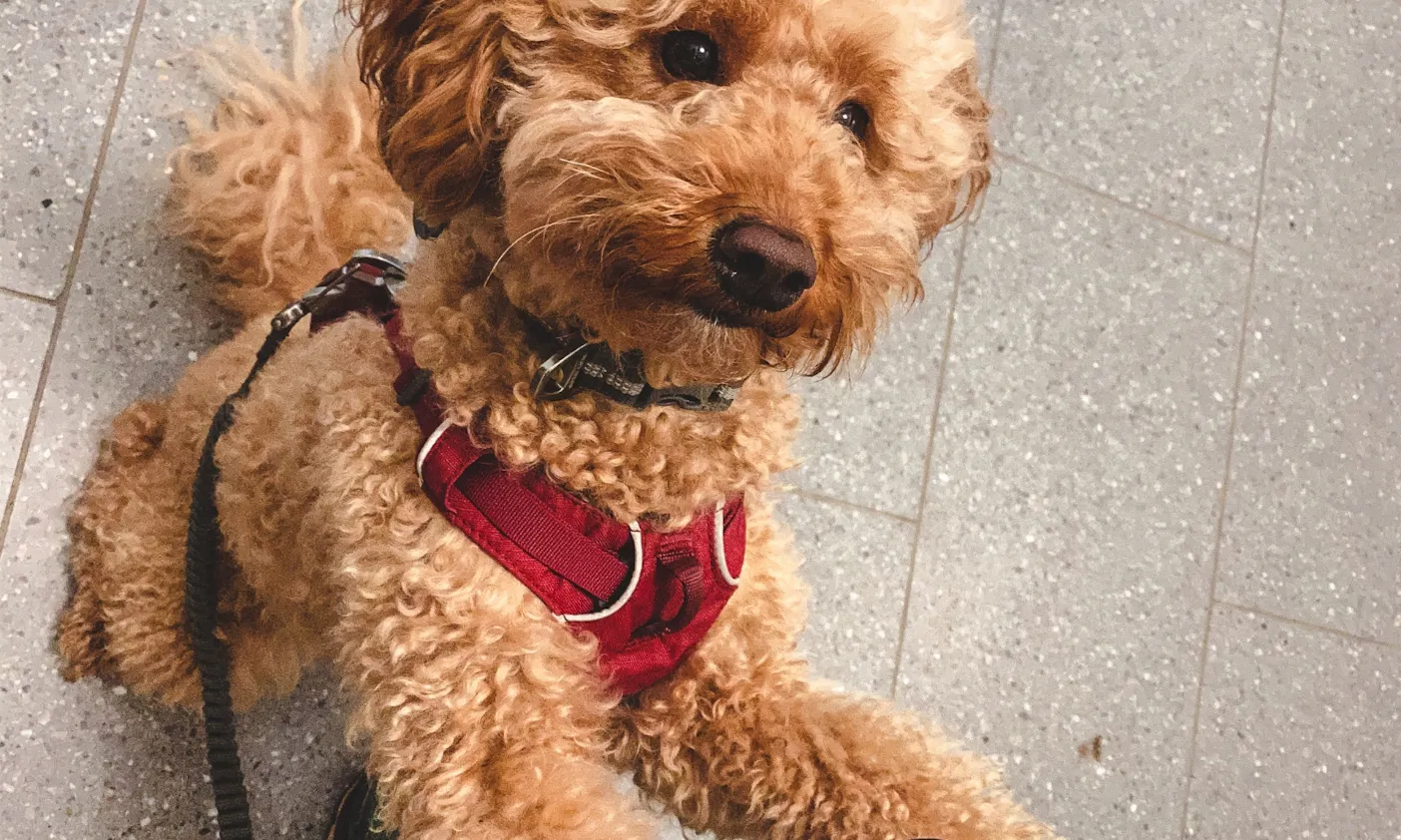 Goldendoodle beim Joggen